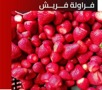 فراولة فراولة